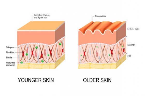 3 Fallacies about skin collagen
