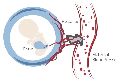 NIFTY Pro™ Non-invasive fetal trisomy test